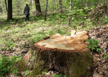 На Кременеччині протестували проти незаконного вирубування лісу