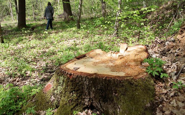 На Кременеччині протестували проти незаконного вирубування лісу