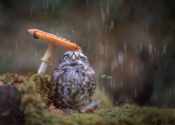 ТОП-25 тварин, які люблять осінь (ФОТО)