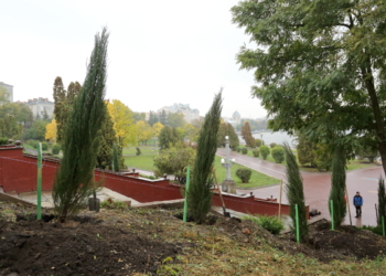 В Тернополі з’явився скельний та середній ялівець