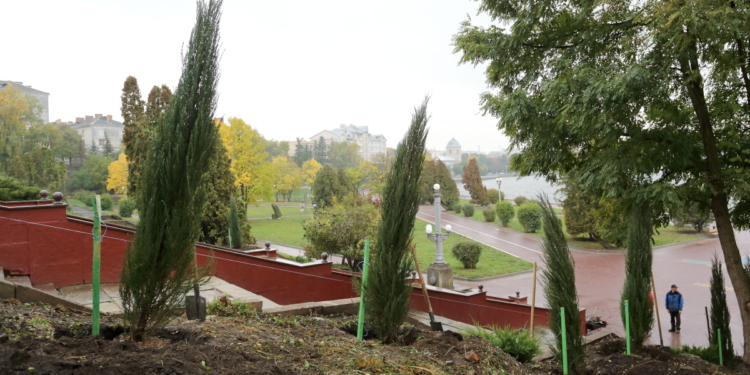 В Тернополі з’явився скельний та середній ялівець