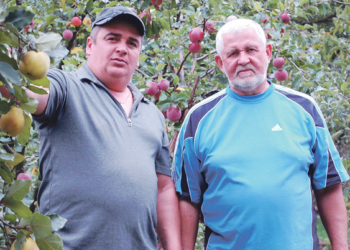 Сад із найкращих острівських саджанців