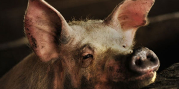 В одному із сіл на Тернопільщині живцем згоріли свині