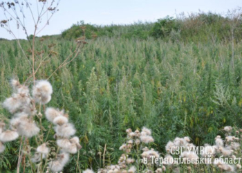 На території цукрового заводу виявили… шість гектарів коноплі