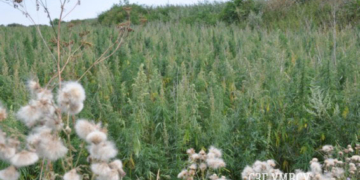 На території цукрового заводу виявили… шість гектарів коноплі