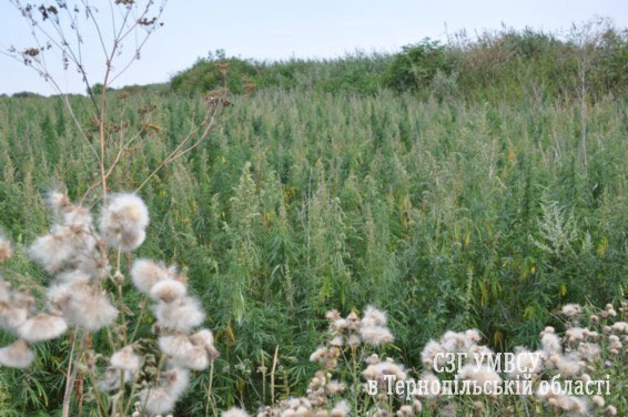 На території цукрового заводу виявили… шість гектарів коноплі