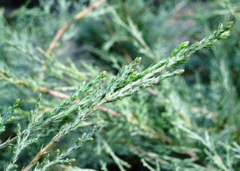 Озеленення Тернополя триває