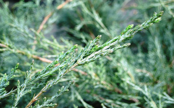 Озеленення Тернополя триває