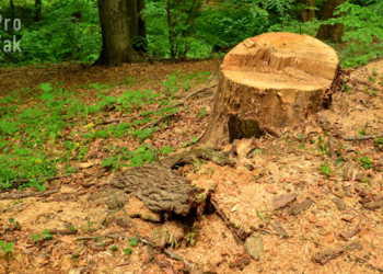 За незаконно вирубані дерева – штраф 60 тис. грн.