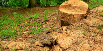 За незаконно вирубані дерева – штраф 60 тис. грн.