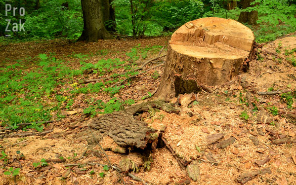 За незаконно вирубані дерева – штраф 60 тис. грн.