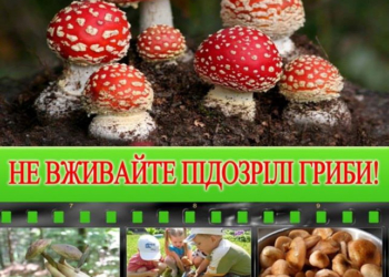 Чим небезпечні гриби в тернопільських лісах?