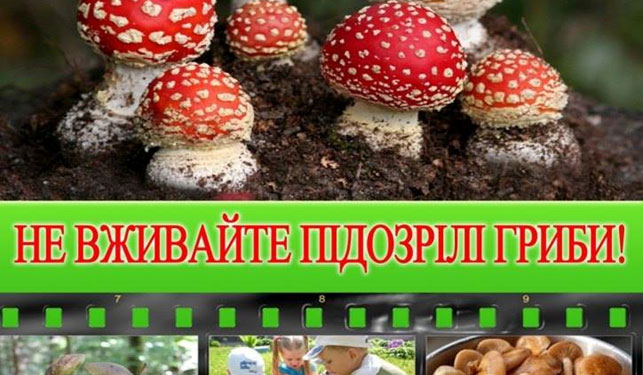 Чим небезпечні гриби в тернопільських лісах?