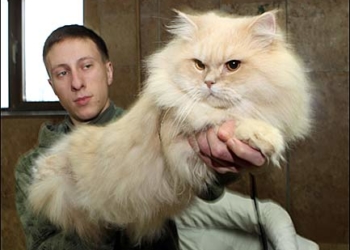 До «Подолян» привезуть сто котів