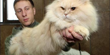 До «Подолян» привезуть сто котів