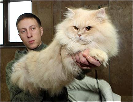 До «Подолян» привезуть сто котів