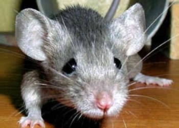 На Тернопільщині троє дітей наїлися мишачої отрути