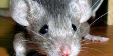 На Тернопільщині троє дітей наїлися мишачої отрути