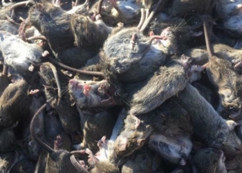 Бійці скаржаться на скажену навалу мишей, яка з’їдає навіть каски (ФОТО)