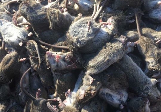 Бійці скаржаться на скажену навалу мишей, яка з’їдає навіть каски (ФОТО)