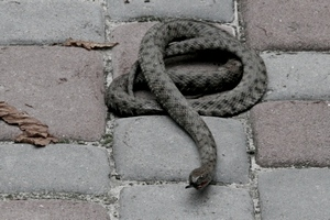 У Тернополі біля приватного будинку виявили змію