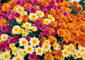 Цілюща квітка, яка рятує від алкоголізму