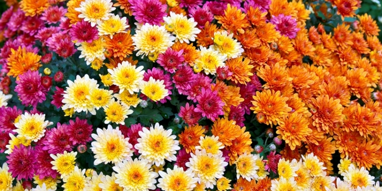 Цілюща квітка, яка рятує від алкоголізму