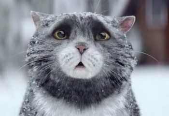 Смішний різдвяний ролик з котом б’є рекорди переглядів