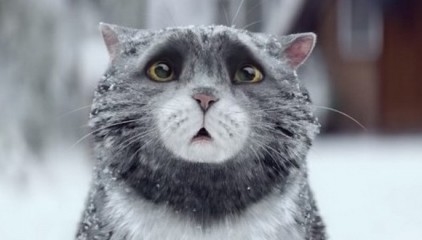 Смішний різдвяний ролик з котом б’є рекорди переглядів