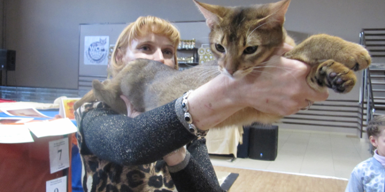 До Тернополя привезли найкращих котів (ФОТО)