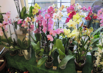 У Тернополі відкрили галерею квітів