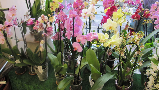 У Тернополі відкрили галерею квітів