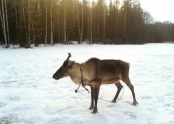 У російського Діда Мороза вкрали… оленя