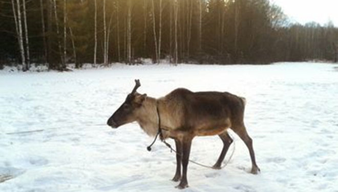 У російського Діда Мороза вкрали… оленя