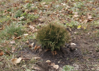 У Тернополі побільшало «Дерев Миру»