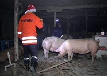 Пожежа на свинофермі могла завдати близько 2 млн. грн. збитків  