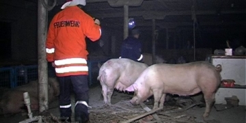 Пожежа на свинофермі могла завдати близько 2 млн. грн. збитків  