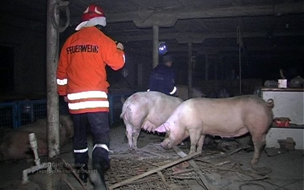 Пожежа на свинофермі могла завдати близько 2 млн. грн. збитків