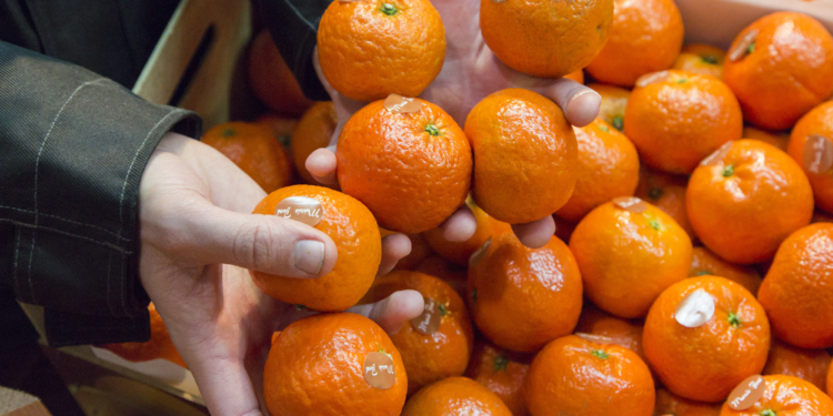 В Україні можуть подешевшати овочі та фрукти