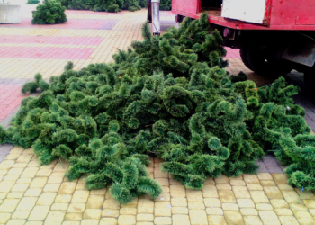 Тернопільску ялинку почали… «озеленяти»