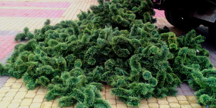 Тернопільску ялинку почали… «озеленяти»