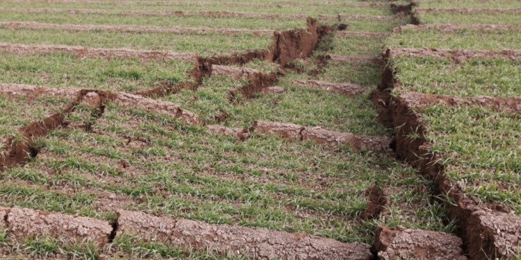 Весна посеред зими (ФОТО)