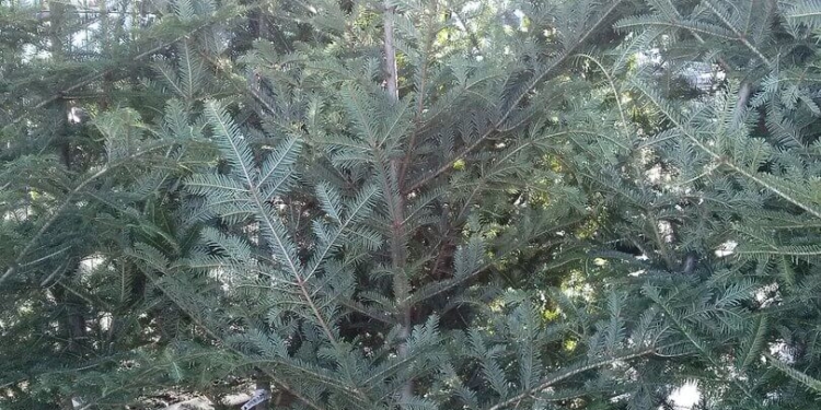 Скільки коштує «новорічне дерево» у Тернополі?