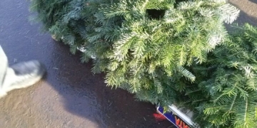 Скільки коштує «новорічне дерево» у Тернополі?