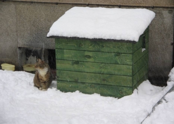 У Польщі будуть роздавати будинки для котів-безхатьків