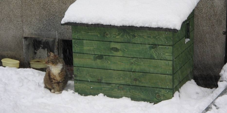 У Польщі будуть роздавати будинки для котів-безхатьків