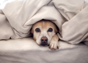 У Тернополі старенька бабуся щовечора розчулює перехожих своїм нетиповим для сьогодення вчинком