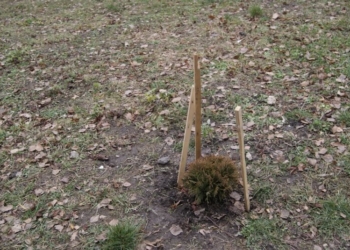 У “Сквері Миру” – осиротіла туя