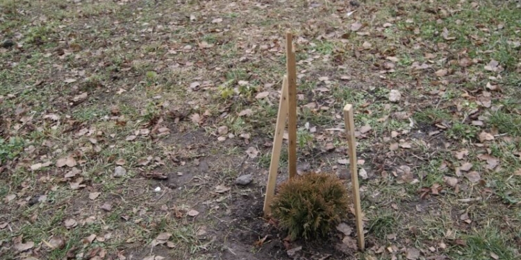 У “Сквері Миру” – осиротіла туя