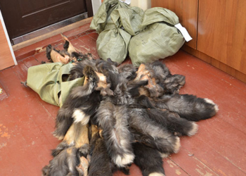 Викрав із звіроферми хутра на чверть мільйона гривень